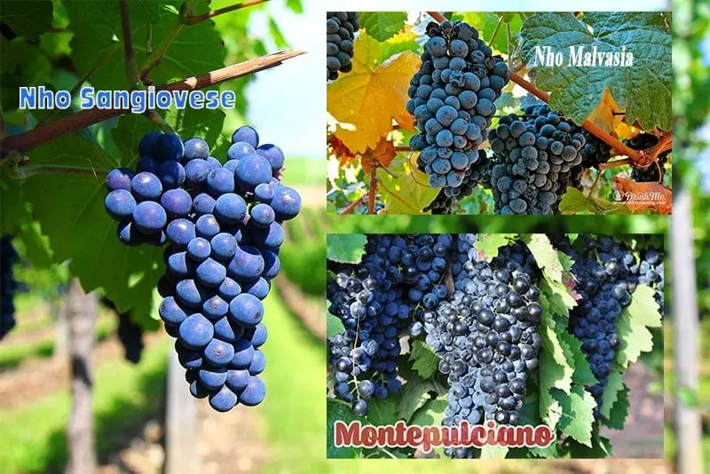 Rượu Vang Terre Di Angelo nho-lam-ruou-vang-terre-di-angelo